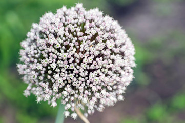 Blooming inflorescence of leeks close - up on the background of blurred greenery. Background