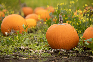 Orange pumpkins in a pumpkin patch in fall