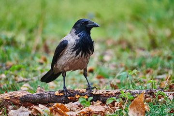 Hooded crow (Corvus cornix)