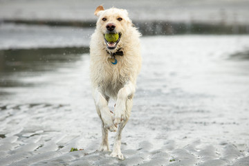 Yellow labrador dog running on the beach with a ball