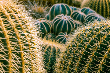 Desert Hedgehog cactus spikes extreme closeup with shallow focus