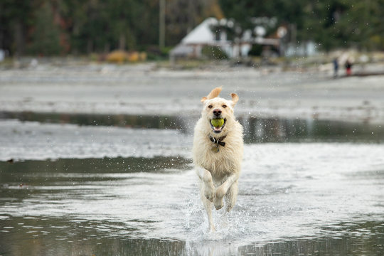 Yellow labrador dog running on the beach with a ball