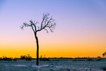 Bare tree silhouette closeup at golden sunset in Australian desert with copy space