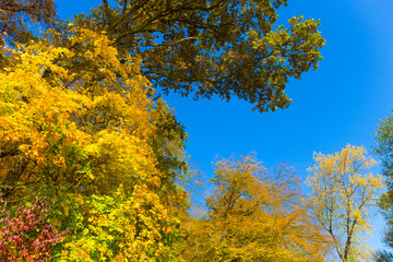 Fototapeta premium Colorful autumn Nature with old big Trees about River Sazava in Central Bohemia, Czech Republic