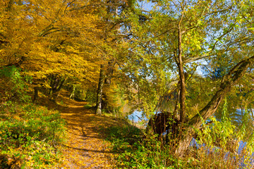 Obraz premium Colorful autumn Nature with old big Trees about River Sazava in Central Bohemia, Czech Republic