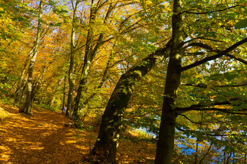 Fototapeta premium Colorful autumn Nature with old big Trees about River Sazava in Central Bohemia, Czech Republic