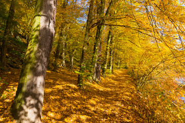 Colorful autumn Nature with old big Trees about River Sazava in Central Bohemia, Czech Republic