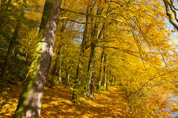 Colorful autumn Nature with old big Trees about River Sazava in Central Bohemia, Czech Republic