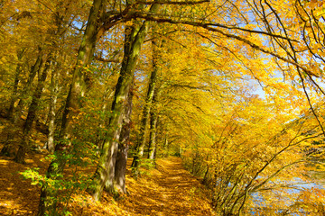 Colorful autumn Nature with old big Trees about River Sazava in Central Bohemia, Czech Republic