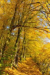 Colorful autumn Nature with old big Trees about River Sazava in Central Bohemia, Czech Republic