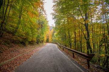 Obraz premium bend in mountain road in the forest