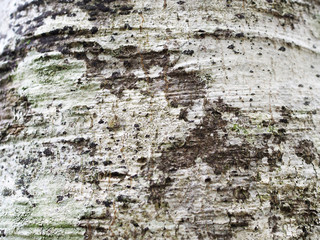 Corteza de haya en primer plano. Textura rugosa.