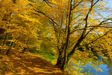 Colorful autumn Nature with old big Trees about River Sazava in Central Bohemia, Czech Republic