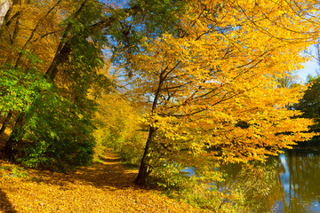 Colorful autumn Nature with old big Trees about River Sazava in Central Bohemia, Czech Republic