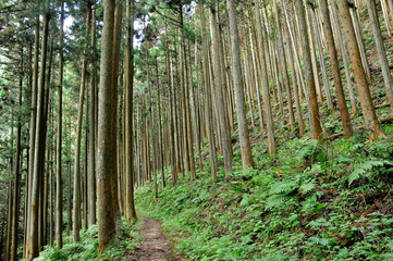 Fototapeta na wymiar 奥武蔵 杉林の登山道