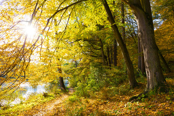 Colorful autumn Nature with old big Trees about River Sazava in Central Bohemia, Czech Republic
