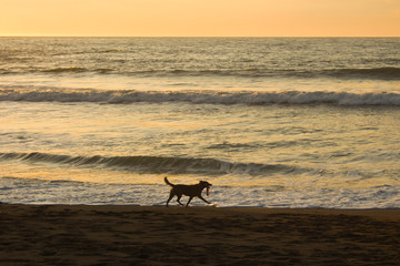 Dog  Playing Catch by the Beach at Sunset