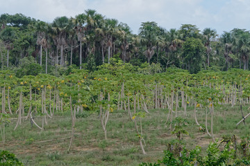 Fototapeta na wymiar Champs de papayiers en pleine nature - Macouria - Guyane française 