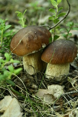 mushroom in the forest