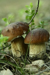 mushroom in moss