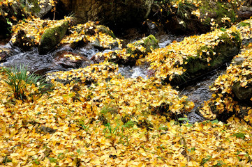 川を埋め尽くす銀杏の葉
