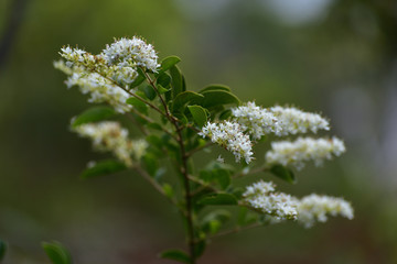 White flowers blossom in blur background