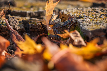 earthen toad posing against a background of autumn leaves of bright multi-colored flowers