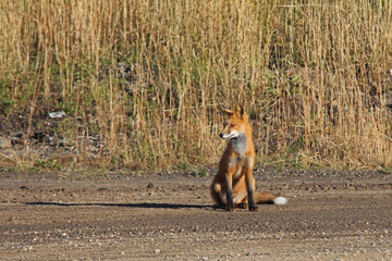 Red Fox