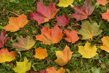 Fall colorful maple autumn leaves on grass background	