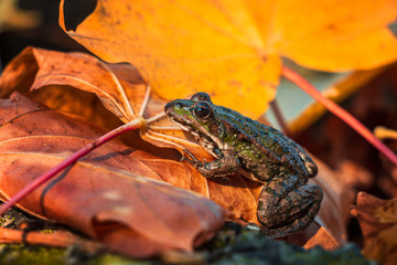earthen toad posing against a background of autumn leaves of bright multi-colored flowers