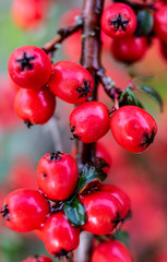 Red berry close-up with branch