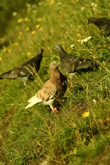 wild duck on the grass