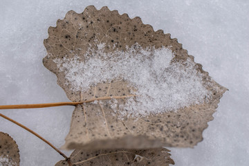 tree leaf with snow  and frost