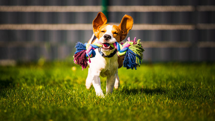 Beagle dog jumping and running like crazy with a toy in a outdoor towards the camera - Powered by Adobe