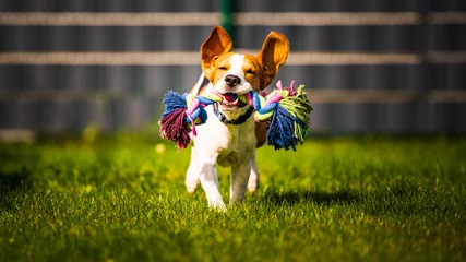 Fotobehang Beagle hond springt en rent als een gek met een speeltje in een buitenlucht richting de camera © Przemyslaw Iciak