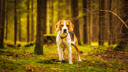 The beagle dog sitting in autumn forest. Portrait with shallow background