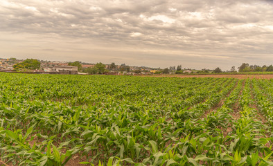 Corn Farming in the City Margins 01