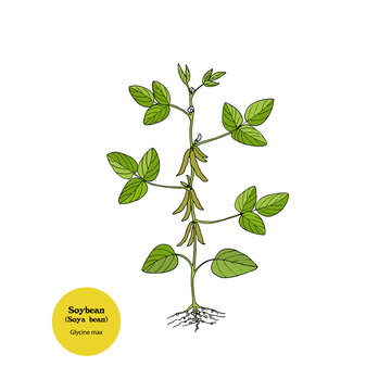 Illustration of Soybean plant, Soya bean, Glycine max, for forage and food.