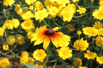 Bloom Of Yellow, U of A Botanic Gardens, Devon, Alberta