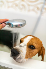 Nervous beagle dog in bathtub taking shower. Dog not liking water baths concept.