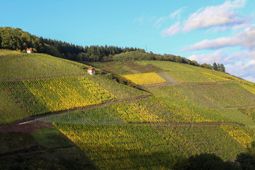 Vineyard landscape near Saarburg town in Germany, autumn, October. Rows of grapes plants on hills. 