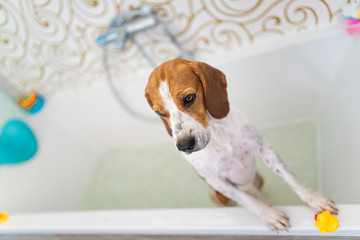 Nervous beagle dog in bathtub taking shower. Dog not liking water baths concept.