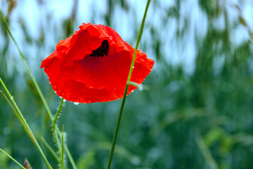 Red poppy flower leaning under the weight of raindrops