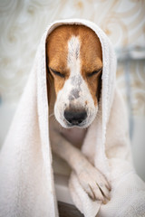 Nervous beagle dog in bathtub taking shower. Dog not liking water baths concept.
