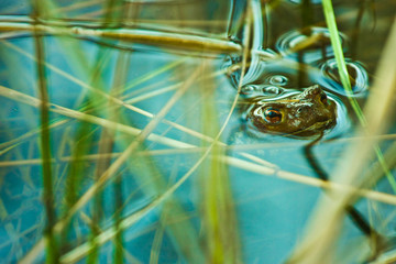 frog in a pond