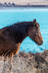 Mountain Horse