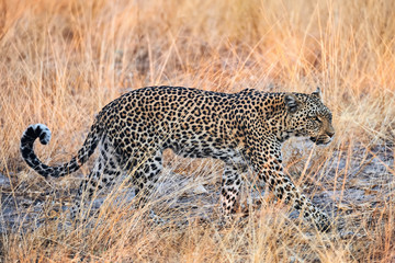 Beautiful leopard  (Panthera pardus) walking.