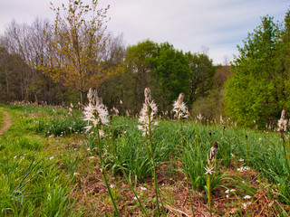 Flores en el campo