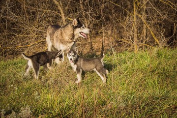 small puppies breed, Siberian husky for a walk.