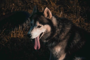 adult and large dog breed Siberian husky for a walk